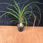 Beaucarnea recurvata 'Ponytail Palm'