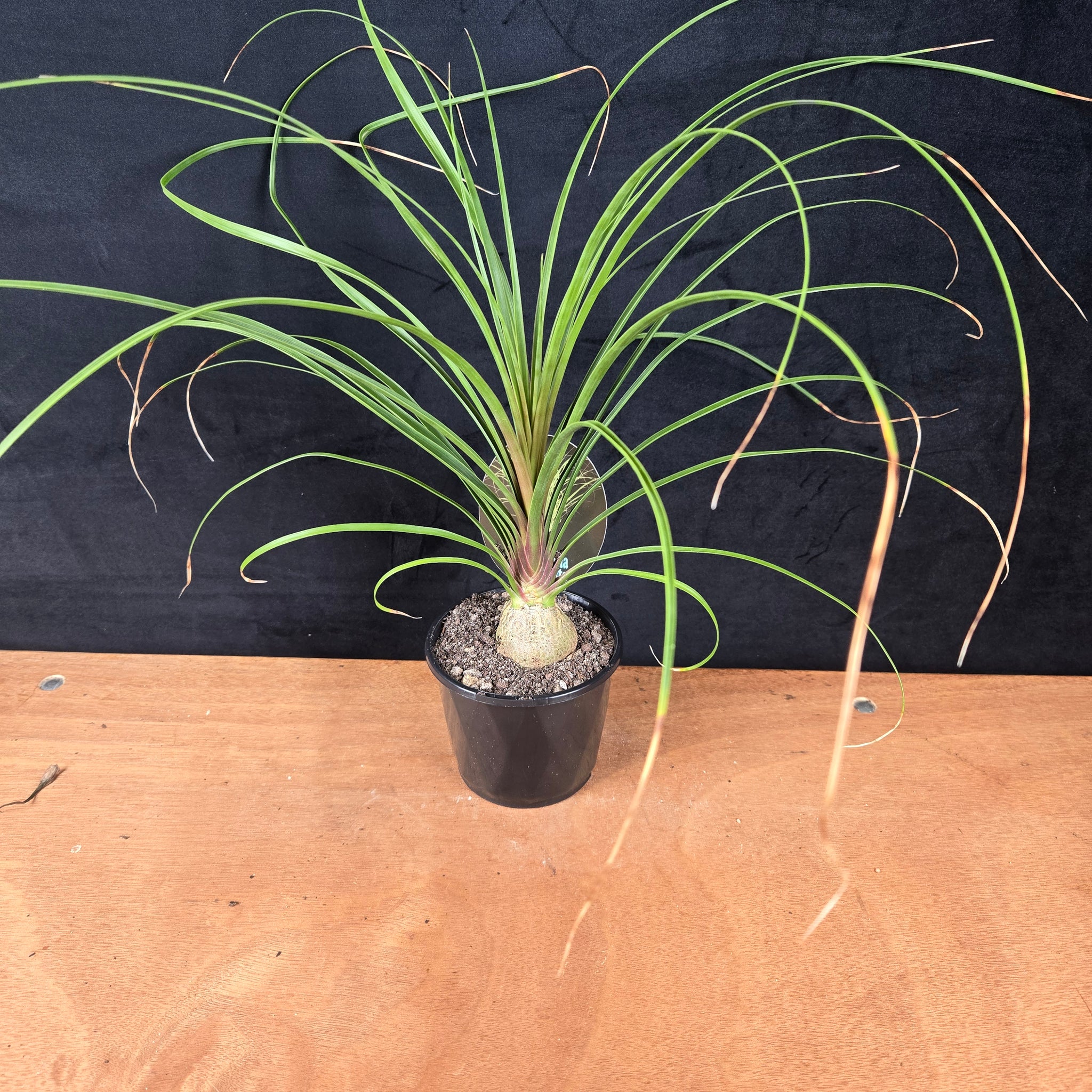 Ponytail Palm – The Gracefully Arched Bottle Trunk
