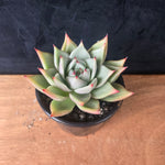 Echeveria agavoides 'Sirius'