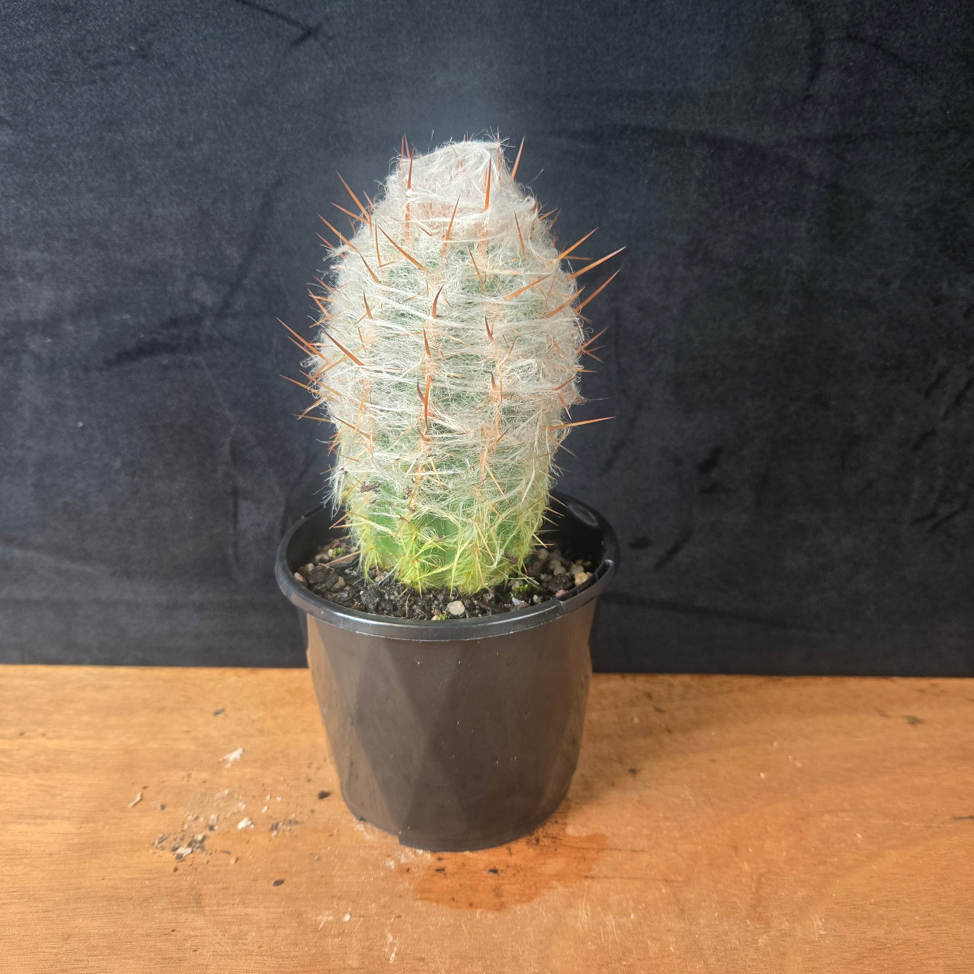 Oreocereus trollii – Old Man of the Andes