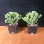 Cereus hildmannianus 'Wild Thing' monstrose – A Unique Sculptural Cactus