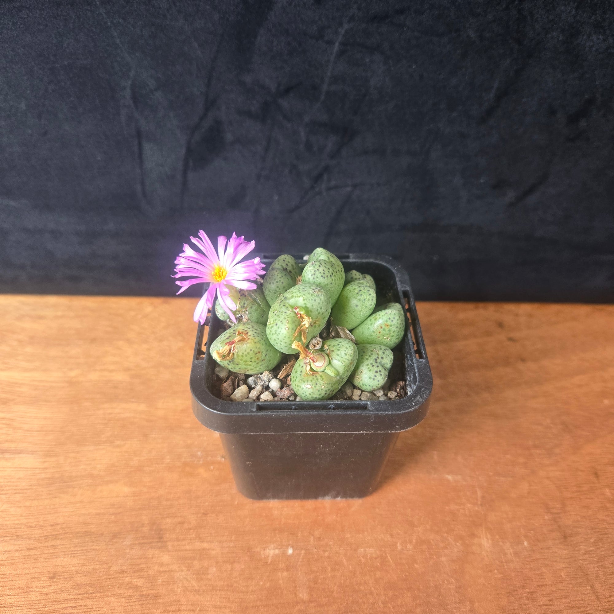 Conophytum taylorianum – Rare Dwarf Mesemb