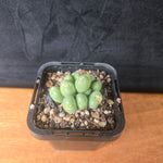 Conophytum hians - Living Stone