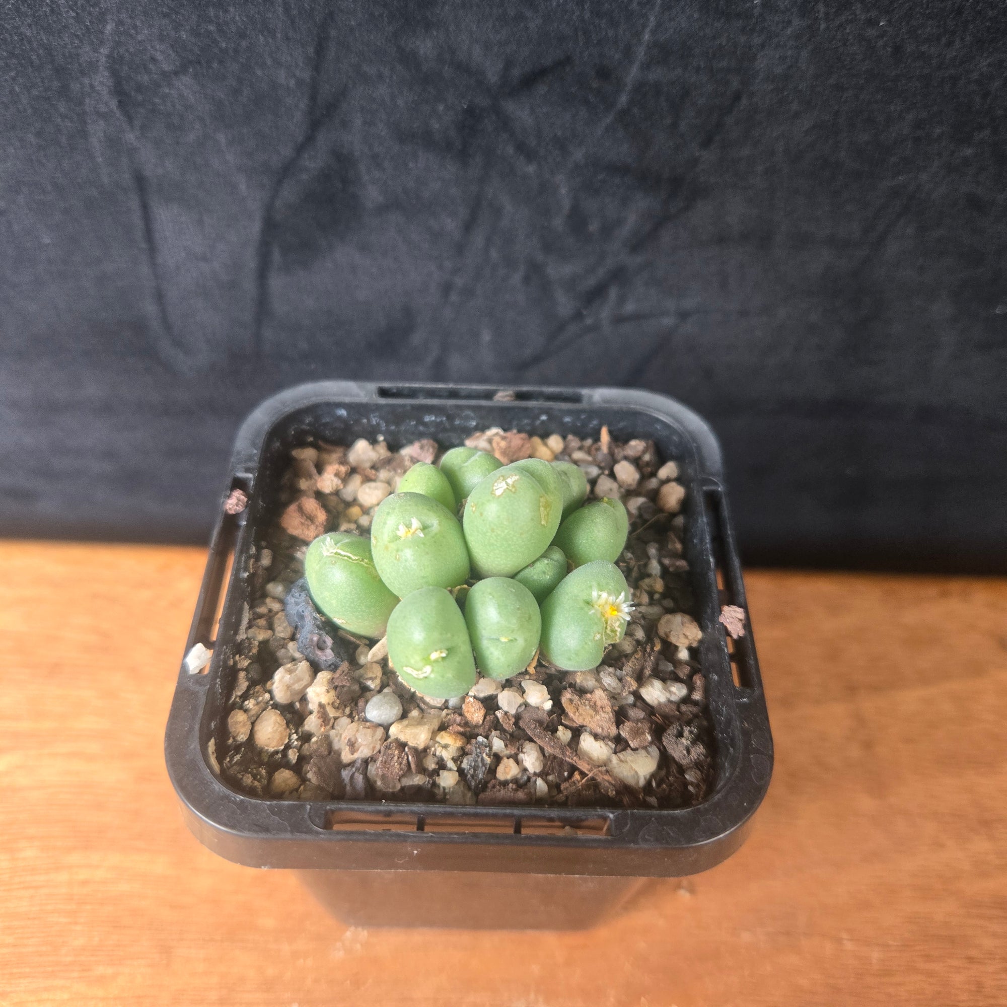 Conophytum hians - Living Stone