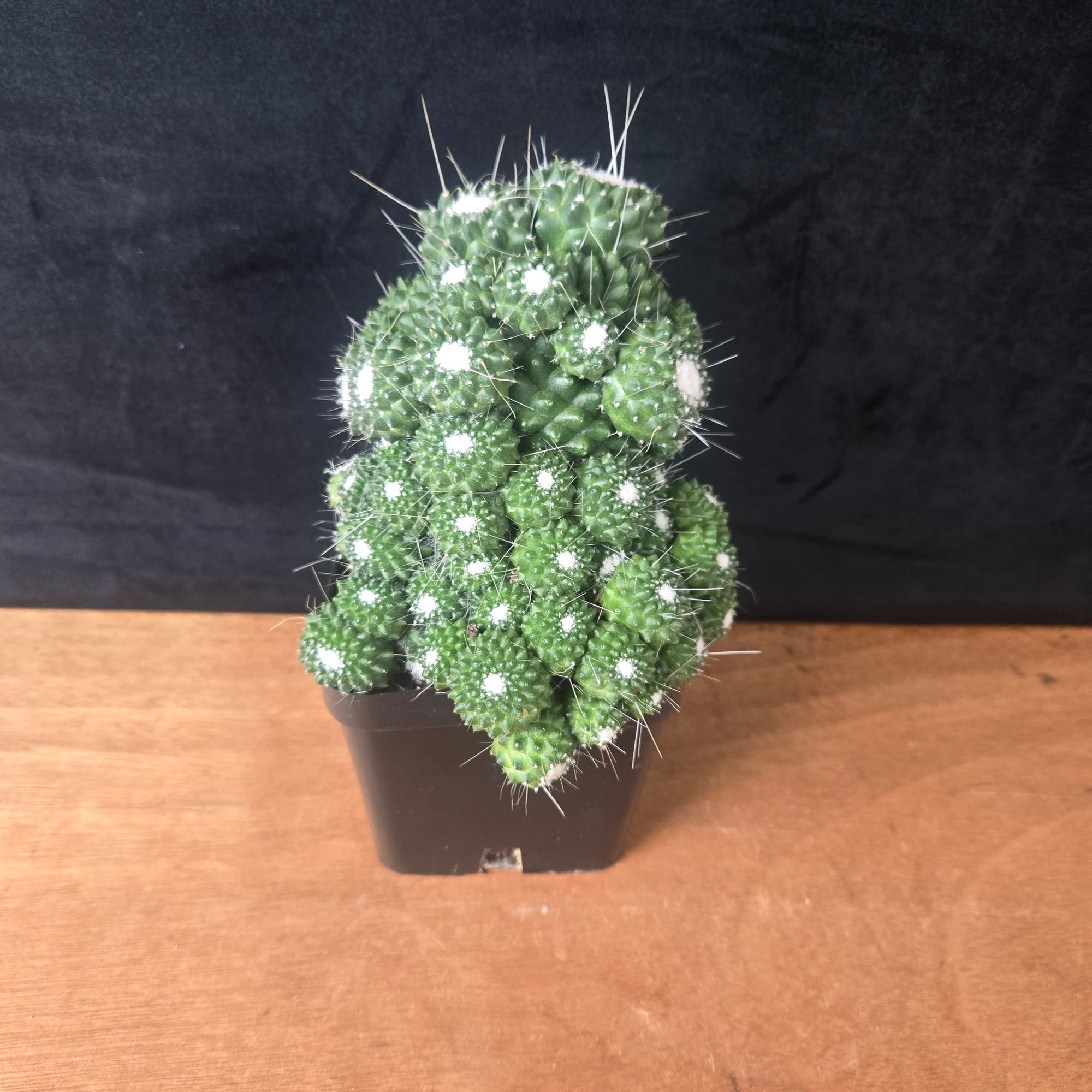 Mammillaria spinosissima 'Compacta' – Rare Clustered Specimens