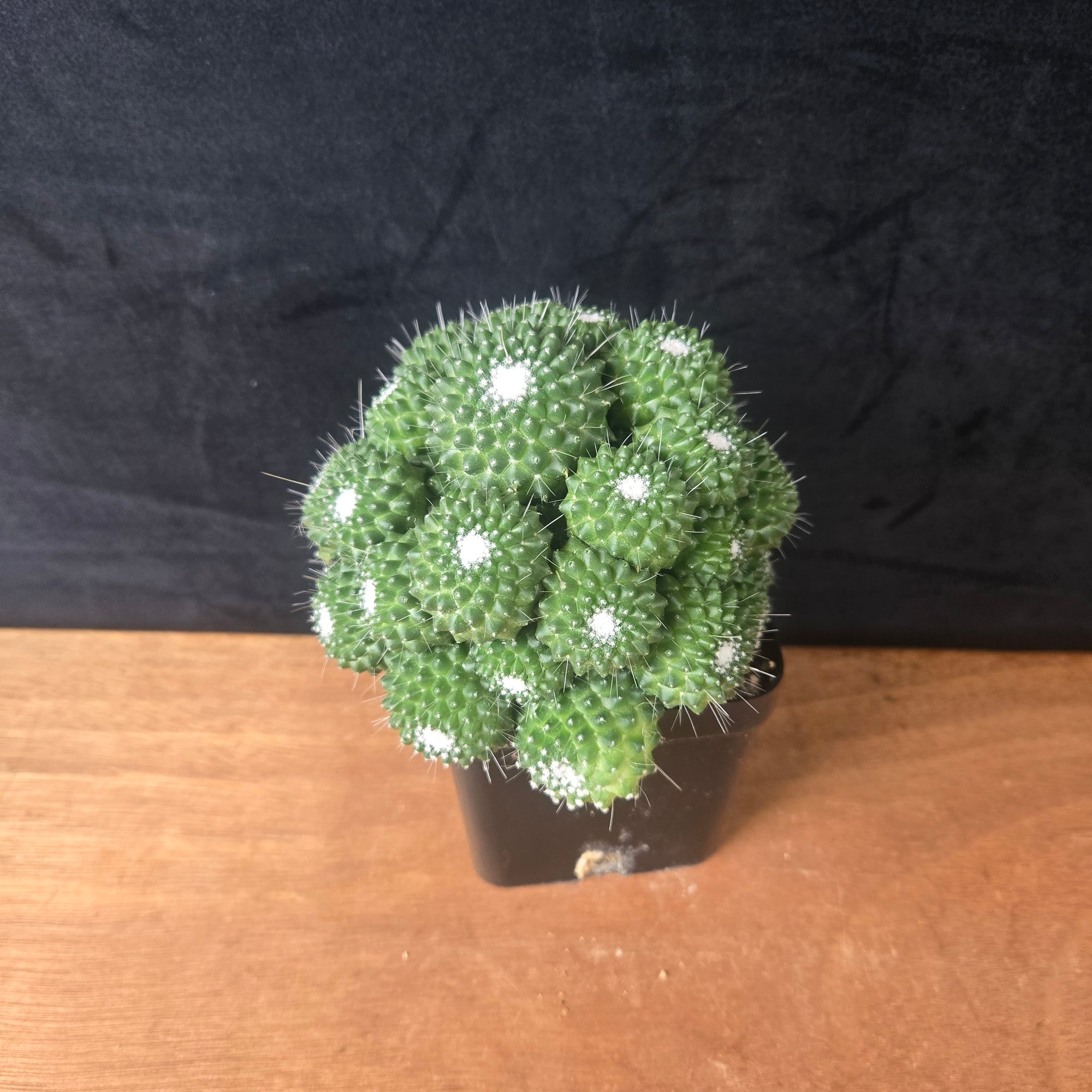Mammillaria spinosissima 'Compacta' – Rare Clustered Specimens