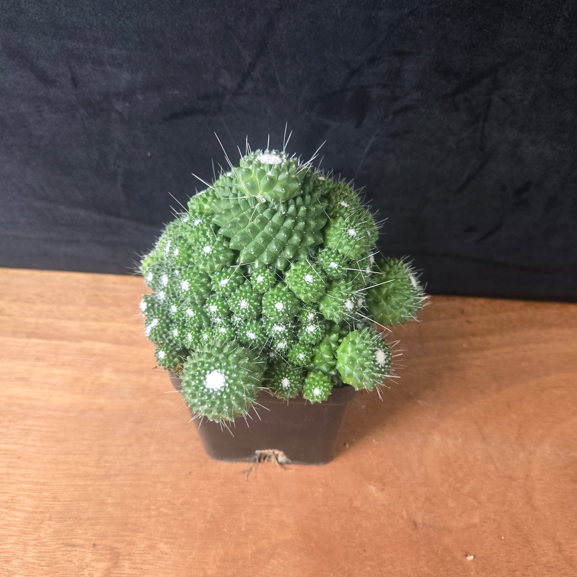 Mammillaria spinosissima 'Compacta' – Rare Clustered Specimens