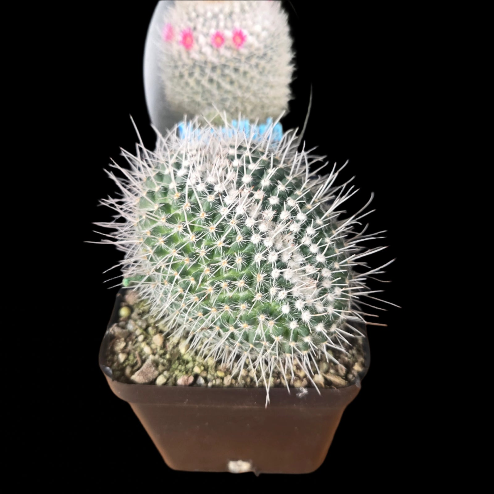 Mammillaria parkinsonii - One Off Specials