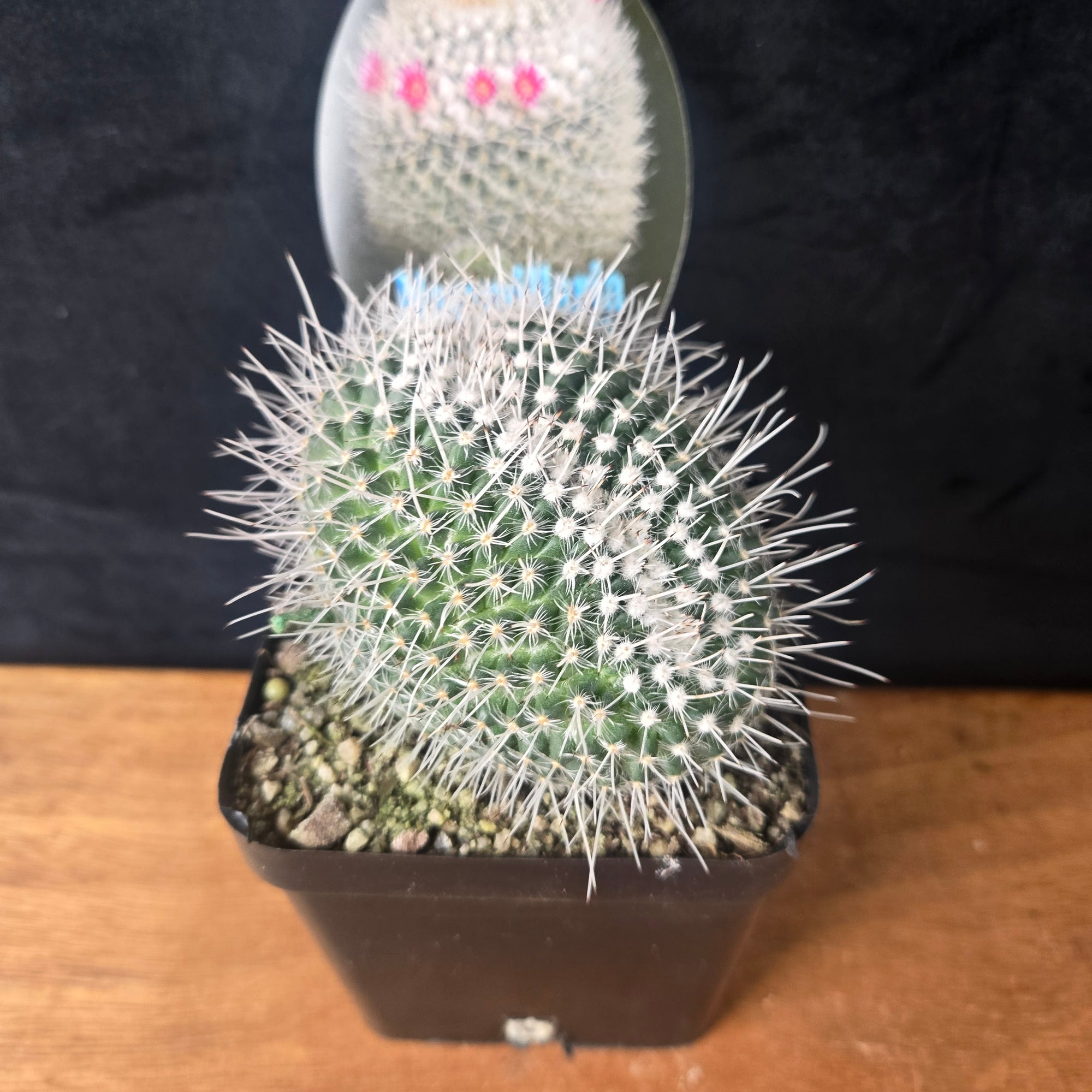 Mammillaria parkinsonii – Striking Spiralled Clusters