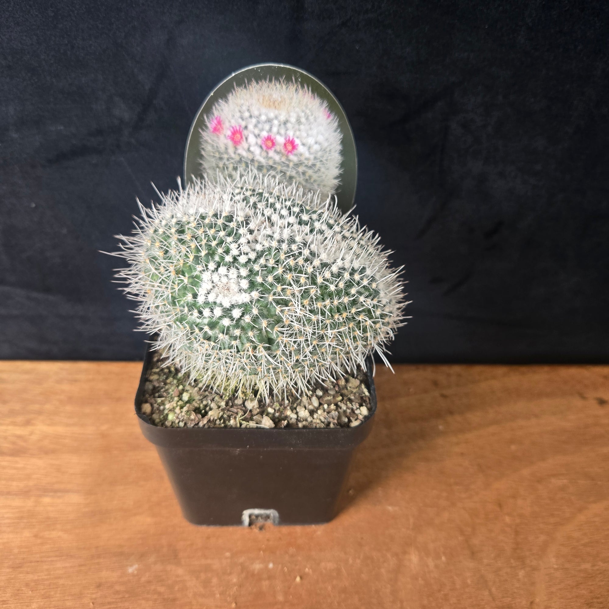 Mammillaria parkinsonii – Striking Spiralled Clusters