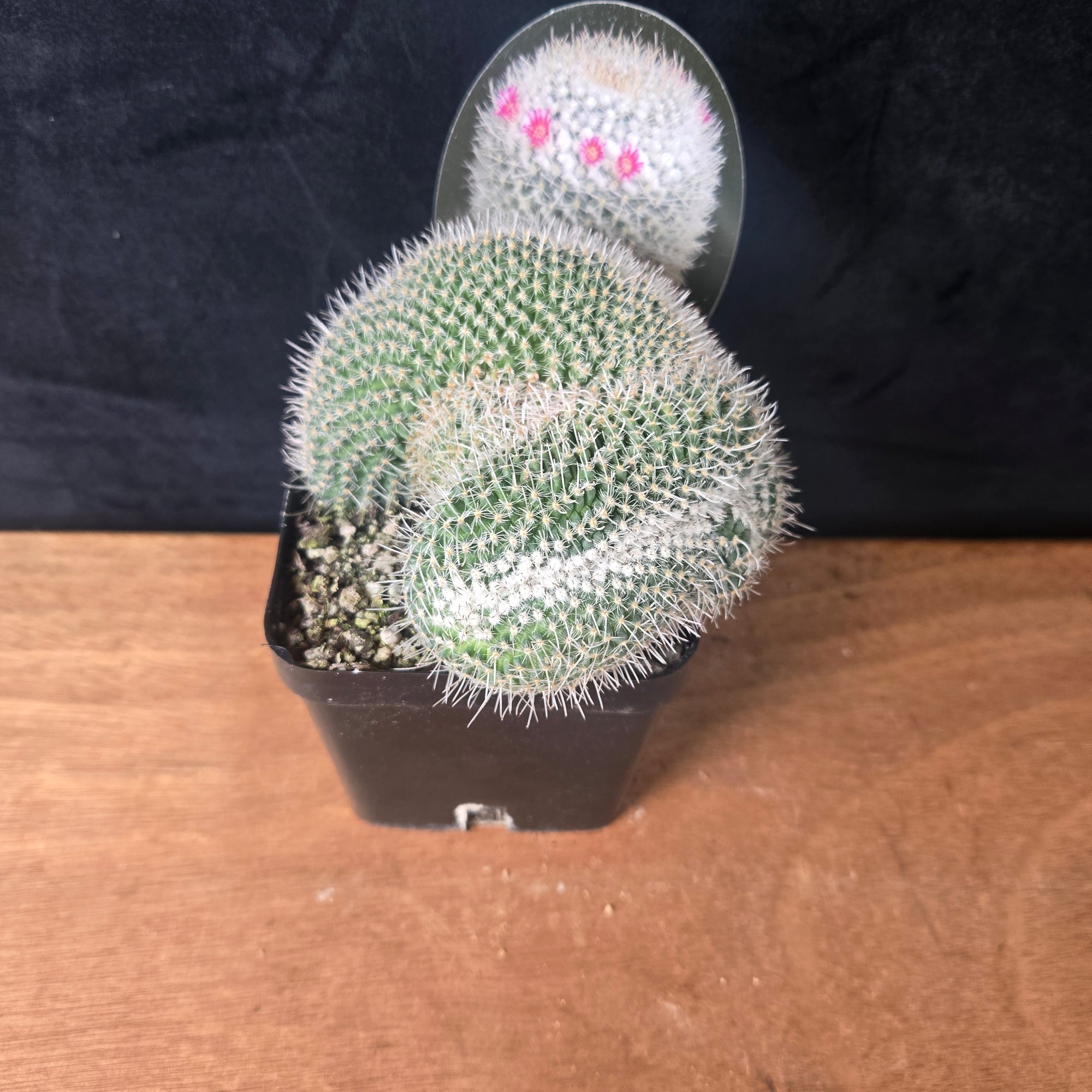 Mammillaria parkinsonii – Striking Spiralled Clusters