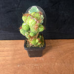 Cereus forbesii (Syn. Cereus comarapanus) Monstrose Variegata
