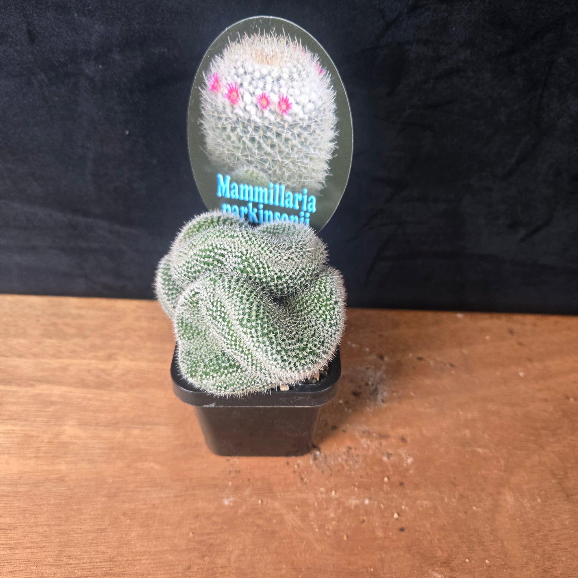 Mammillaria parkinsonii – Striking Spiralled Clusters