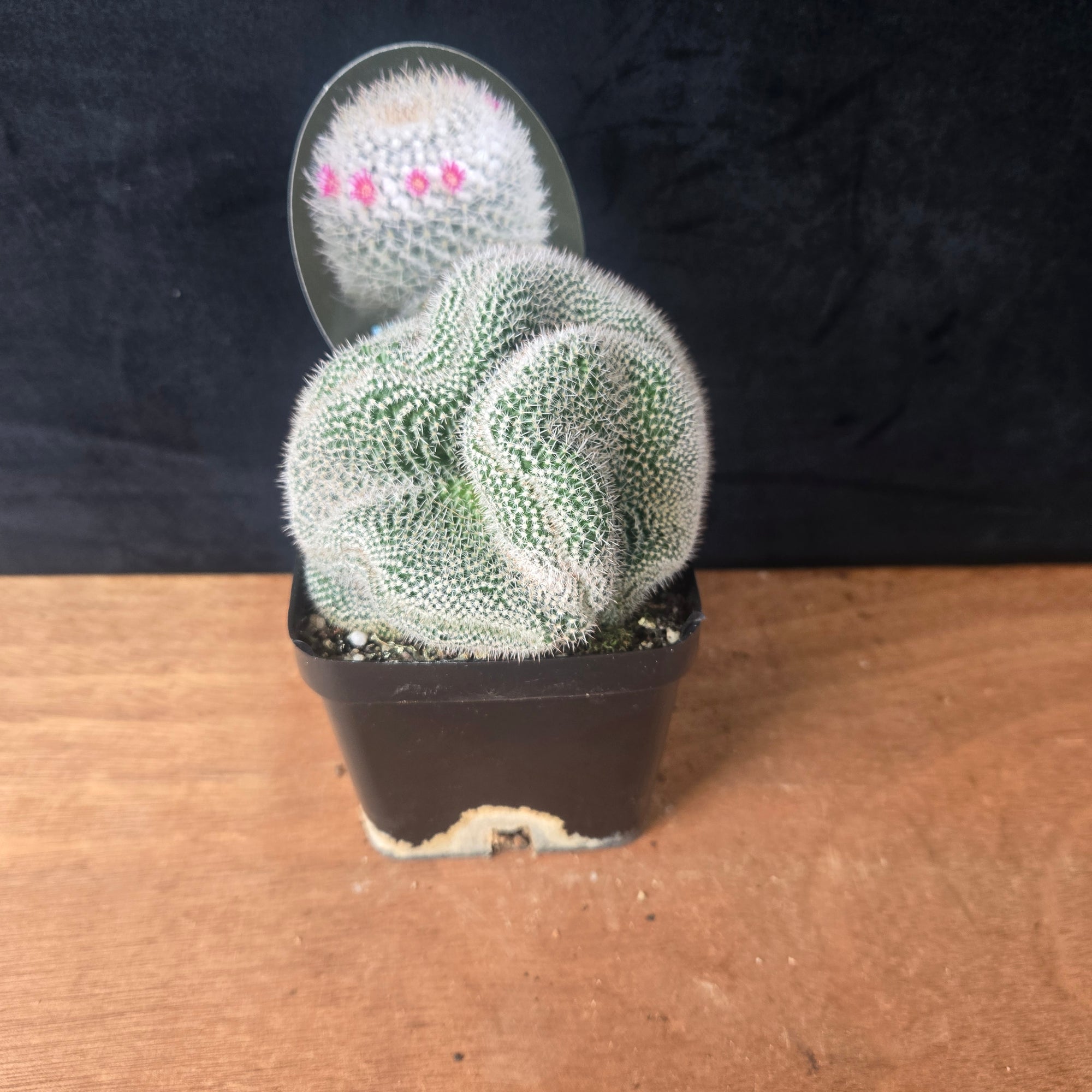 Mammillaria parkinsonii – Striking Spiralled Clusters