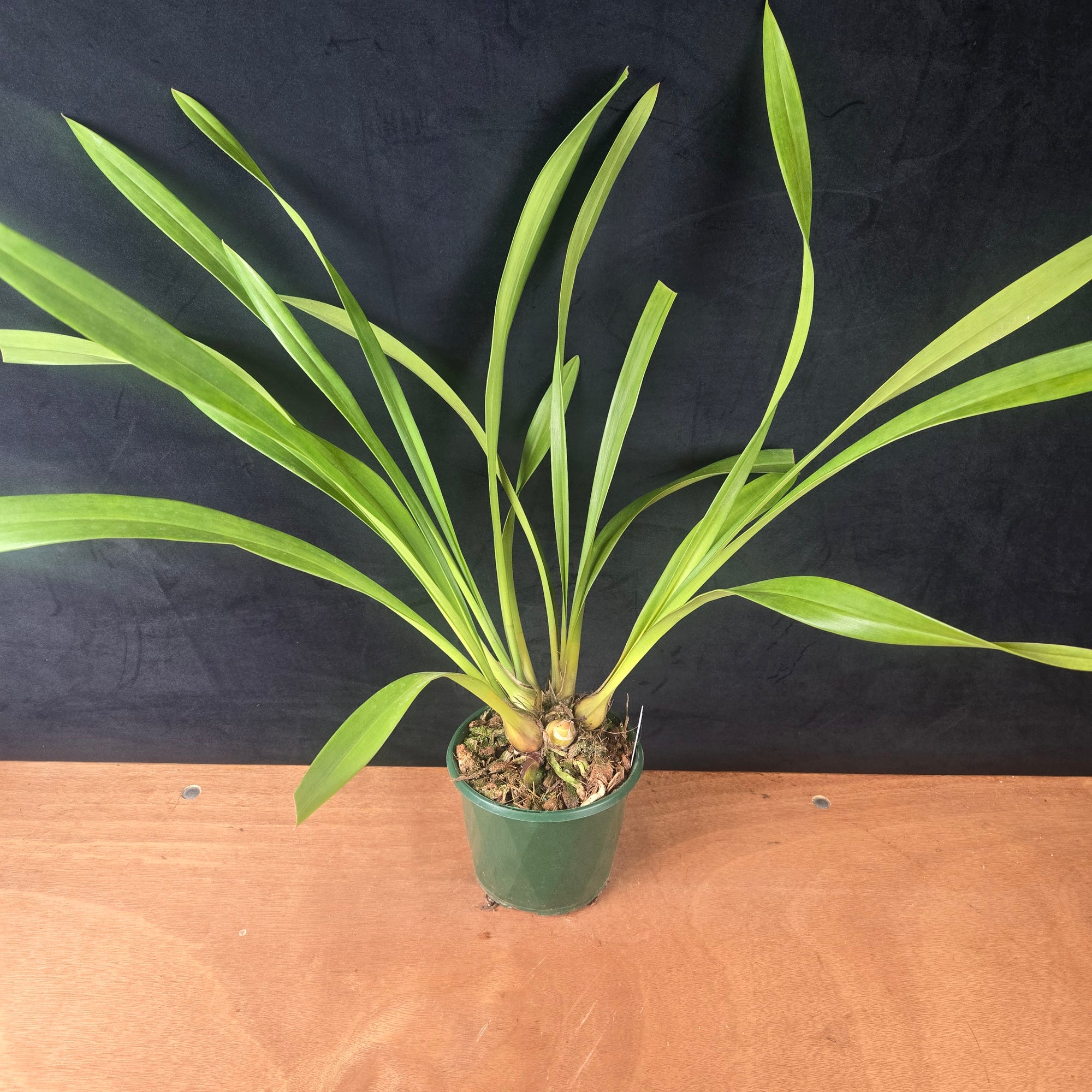 Cymbidium Mary Green 'Valencia '