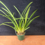 Cymbidium Spark Sprite 'Sylvia'