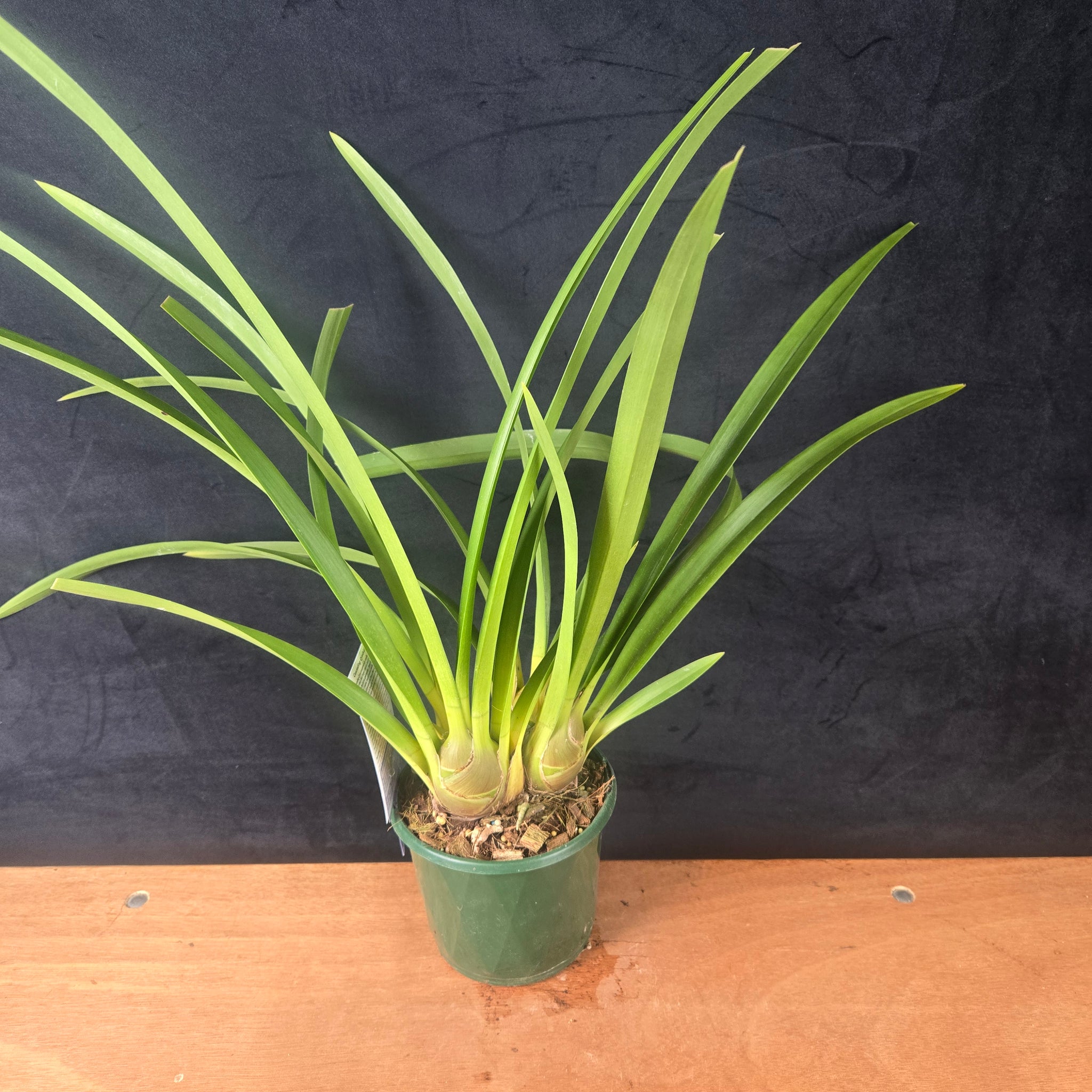 Cymbidium Spark Sprite 'Sylvia' Semi Pendulous