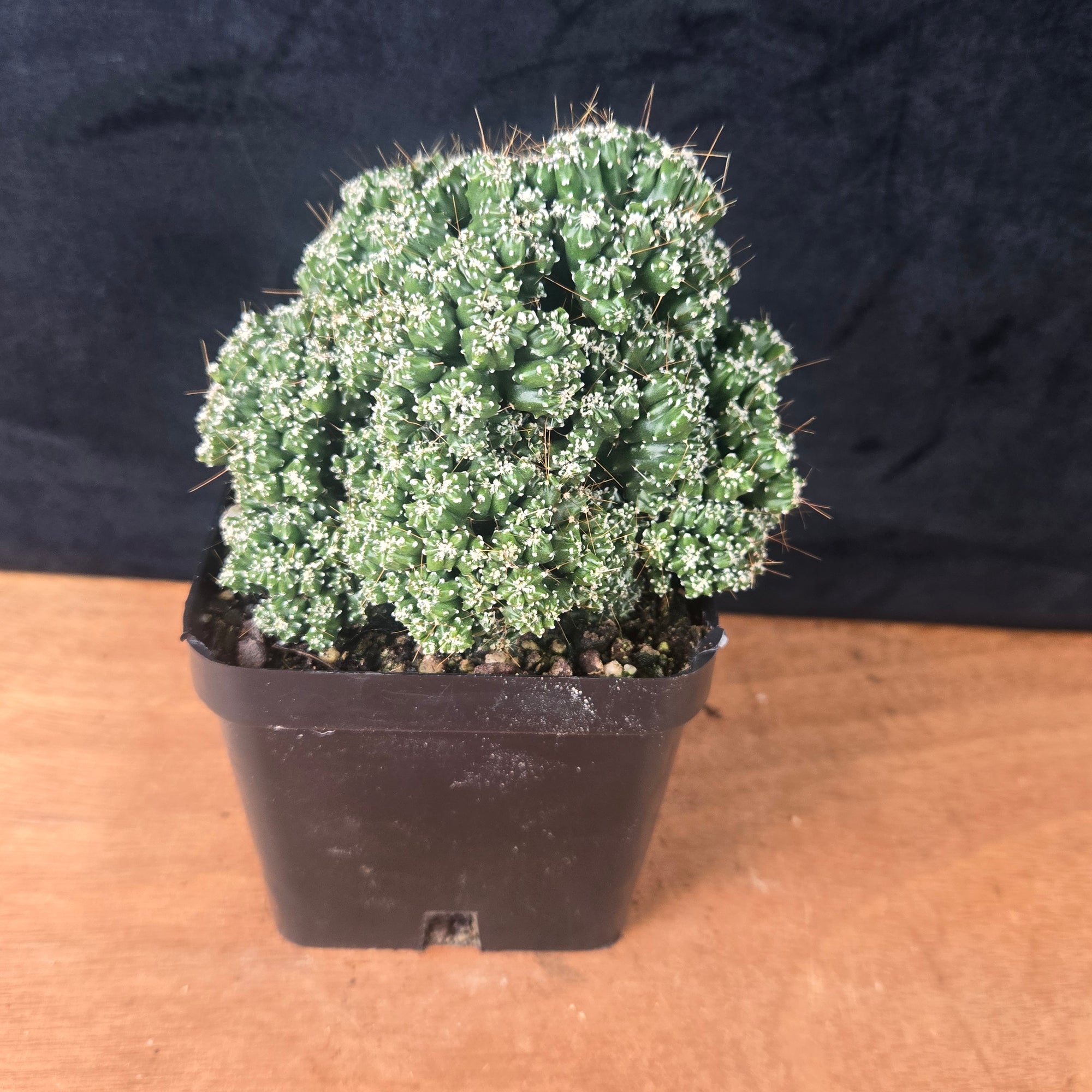 Cereus forbesii 'Tiny Tot' (syn. comarapanus) – Ultra-Rare Dwarf Columnar Cactus