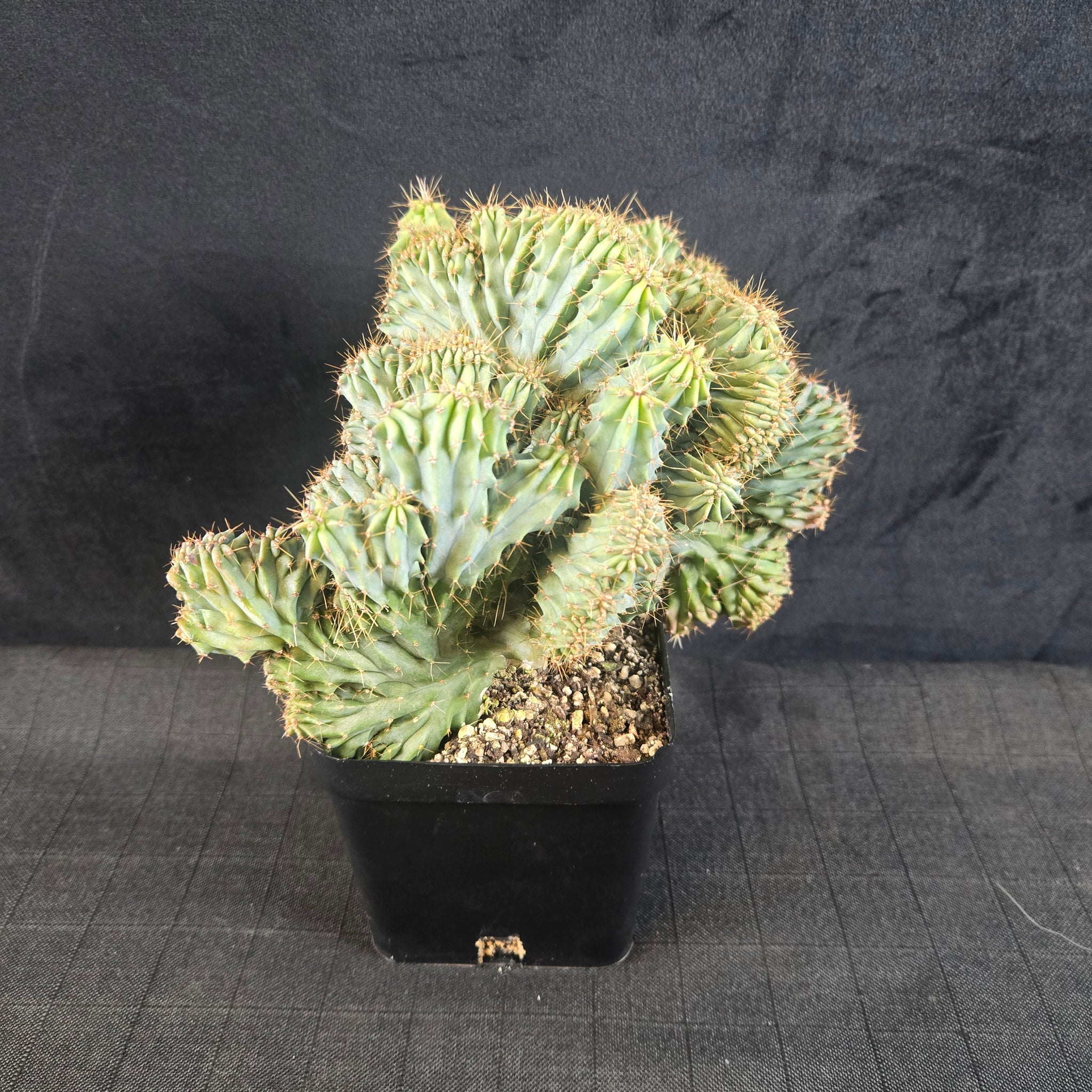 Myrtillocactus geometrizans 'Cristata' - One Off Specials