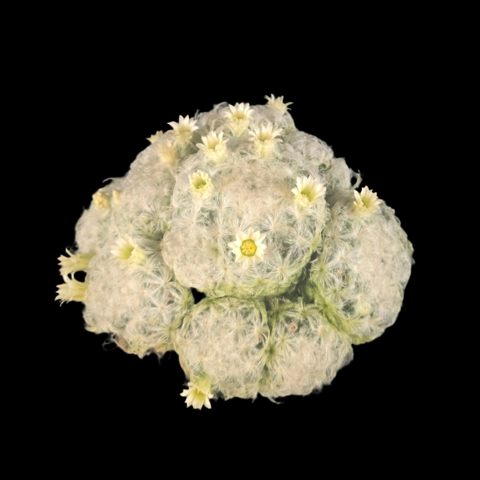 Mammillaria plumosa - One Off Specials