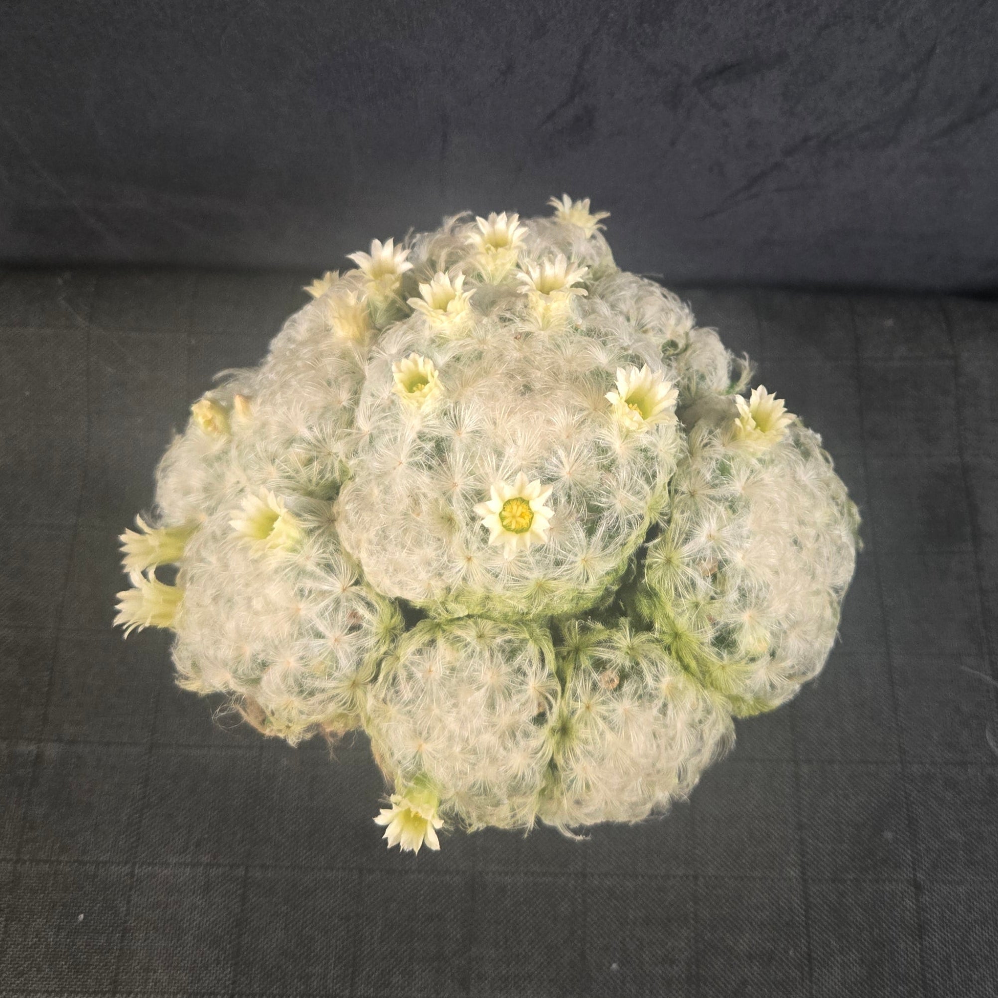 Mammillaria plumosa - One Off Special
