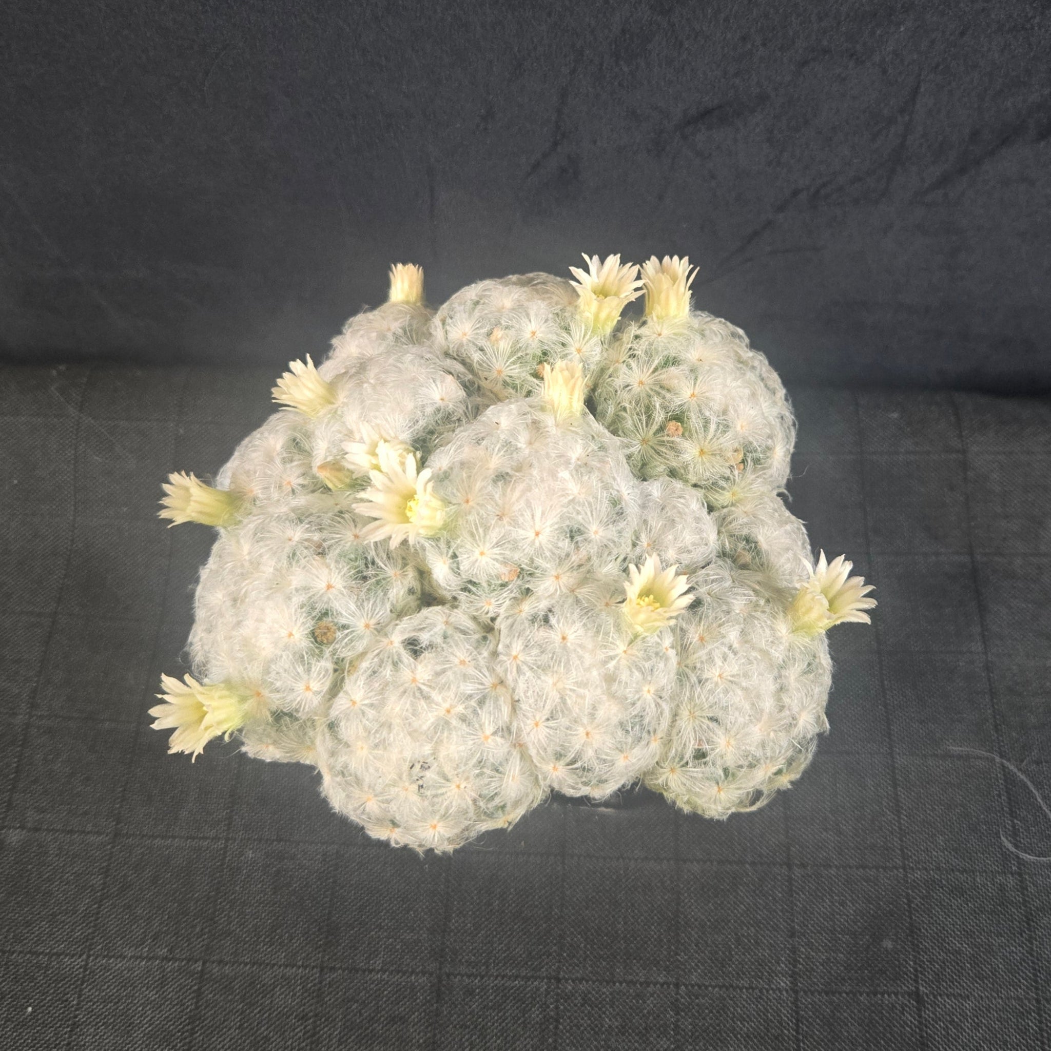 Mammillaria plumosa - One Off Special