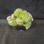Echinopsis subdenudata f. cristata 'Frosty Top' (syn. subdenudatus)