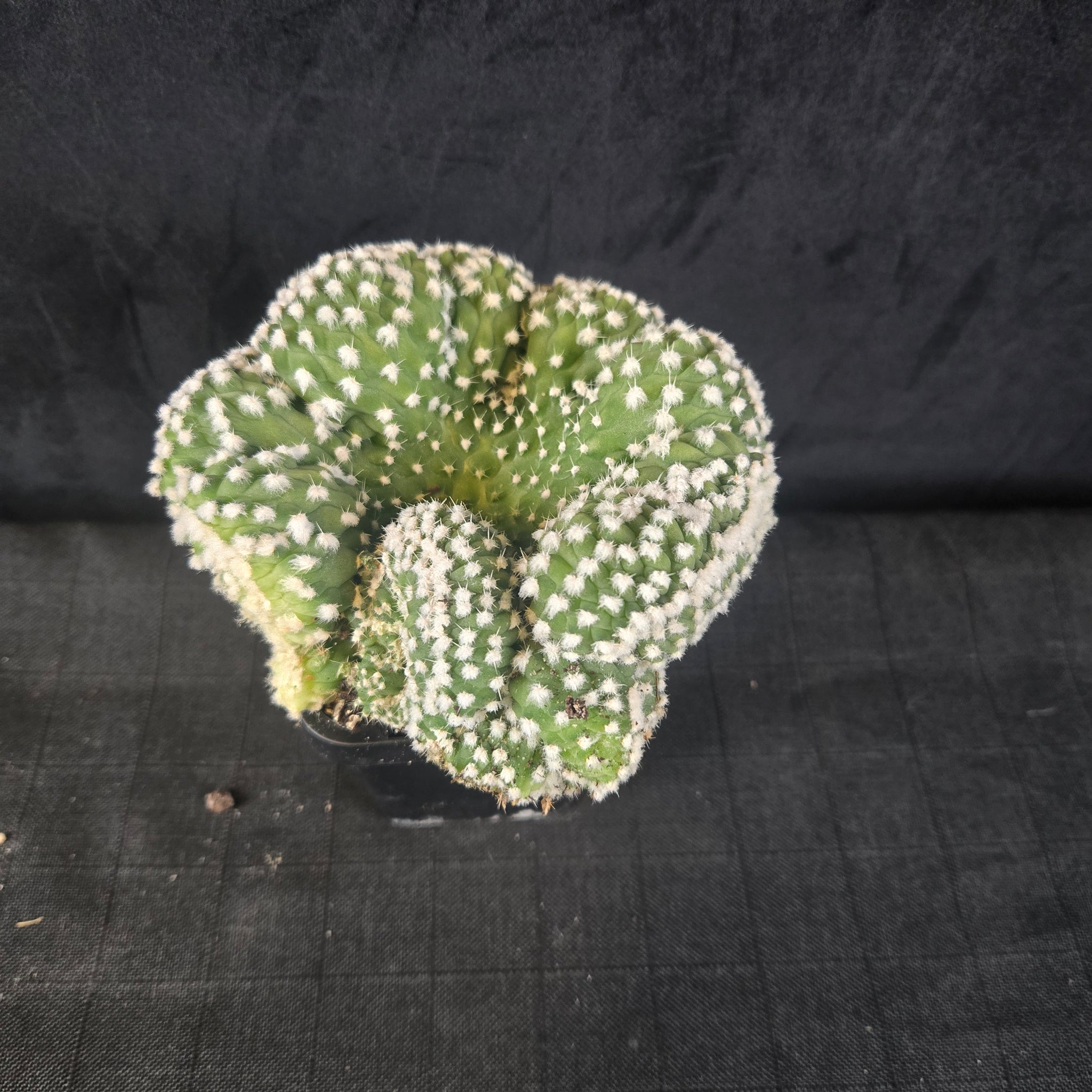 Echinopsis subdenudata f. cristata 'Frosty Top' (syn. subdenudatus)
