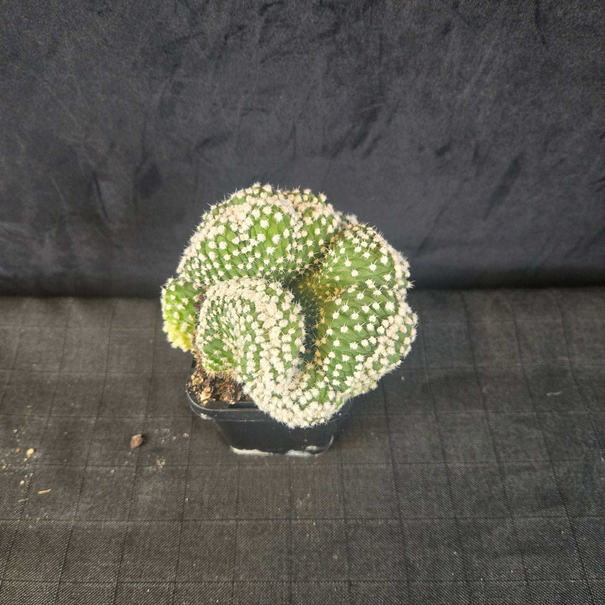 Echinopsis subdenudata f. cristata 'Frosty Top' (syn. subdenudatus)