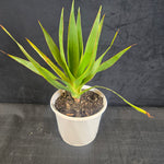 Dracaena draco – The Dragon Tree