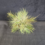 Tillandsia ionantha Clump - Large & Mature One-Off