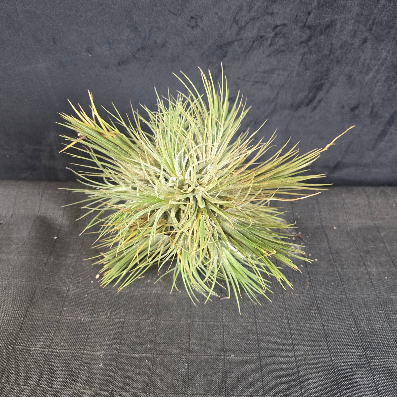 Tillandsia ionantha Clump - Large & Mature One-Off