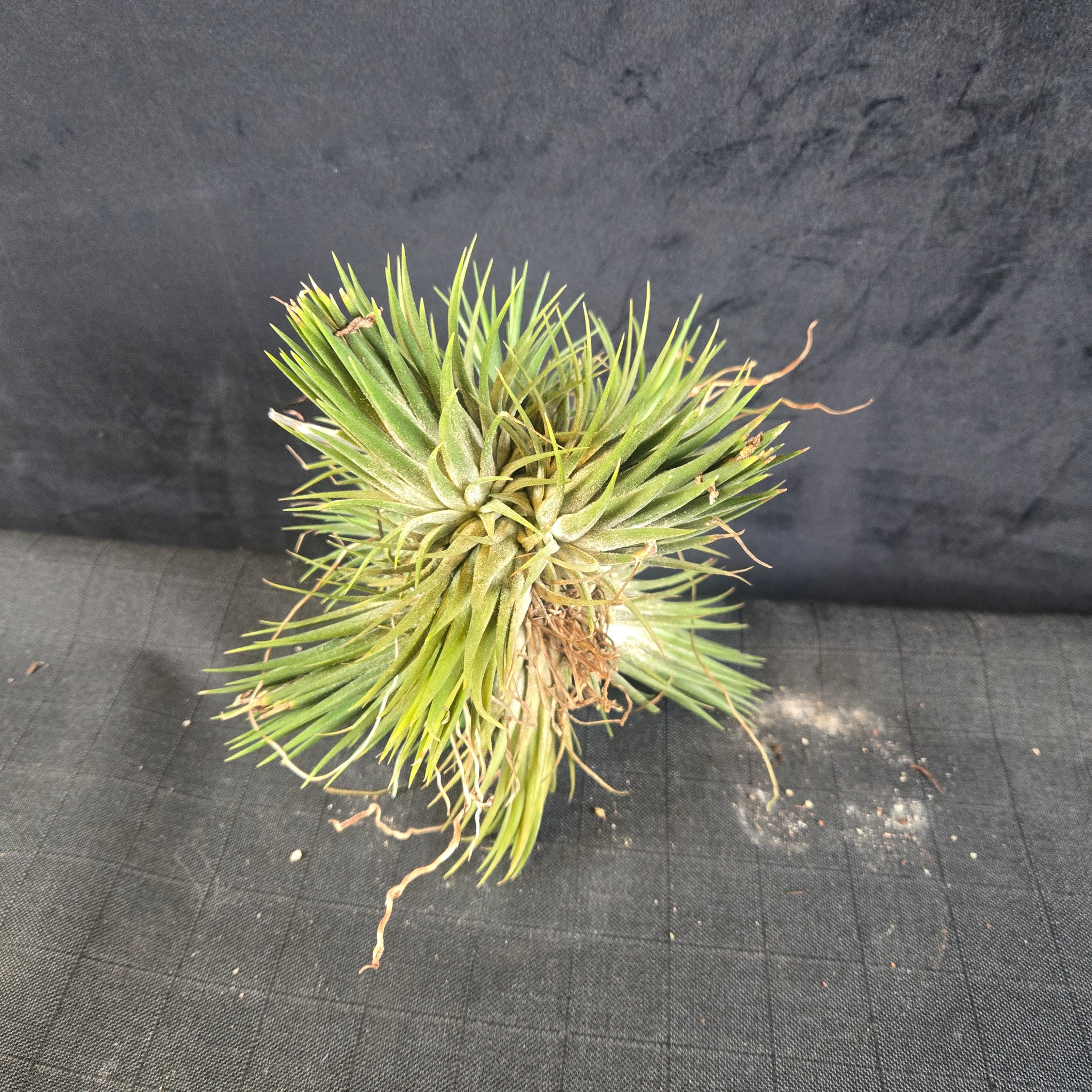 Tillandsia ionantha Clump - Large & Mature One-Off