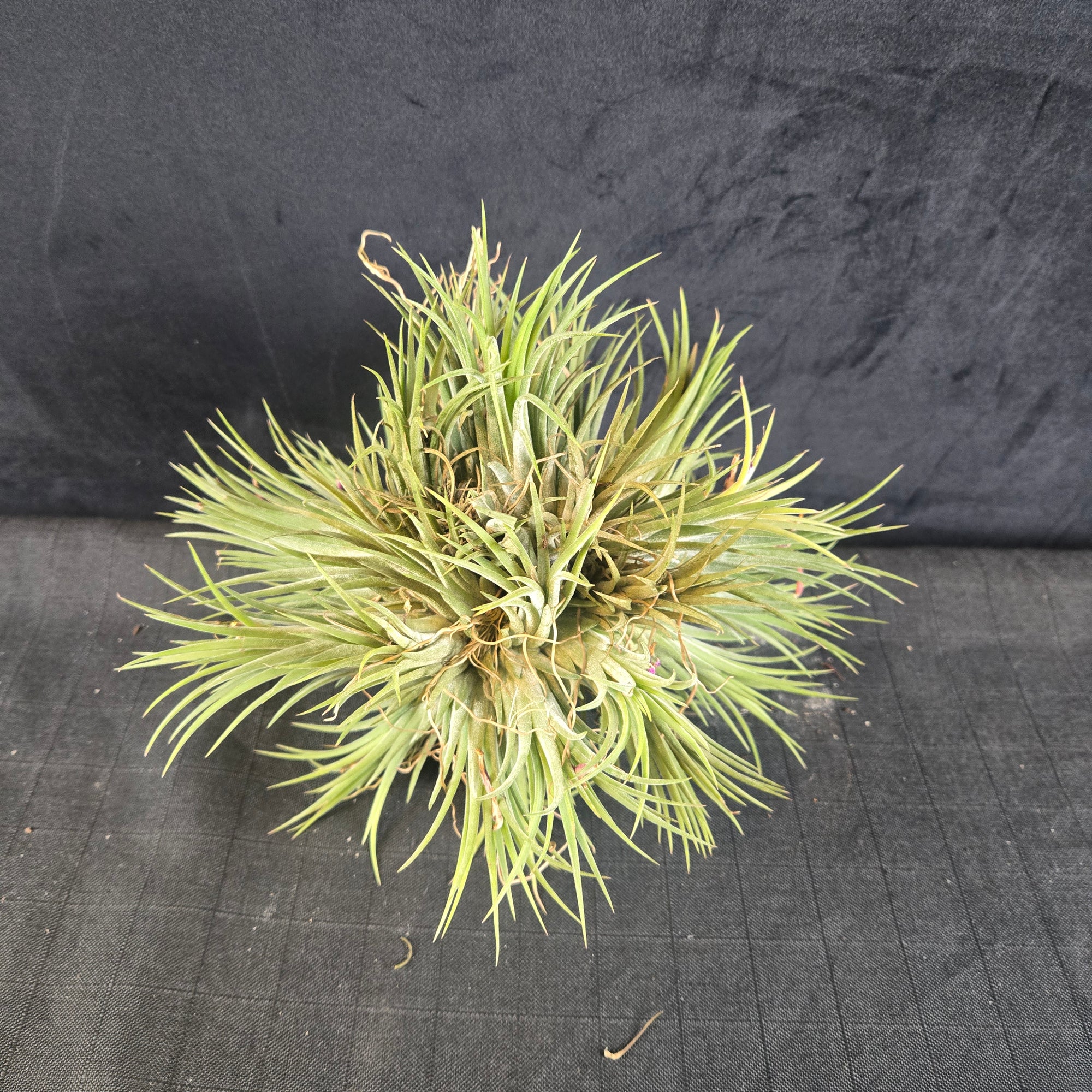 Tillandsia ionantha Clump - Large & Mature One-Off