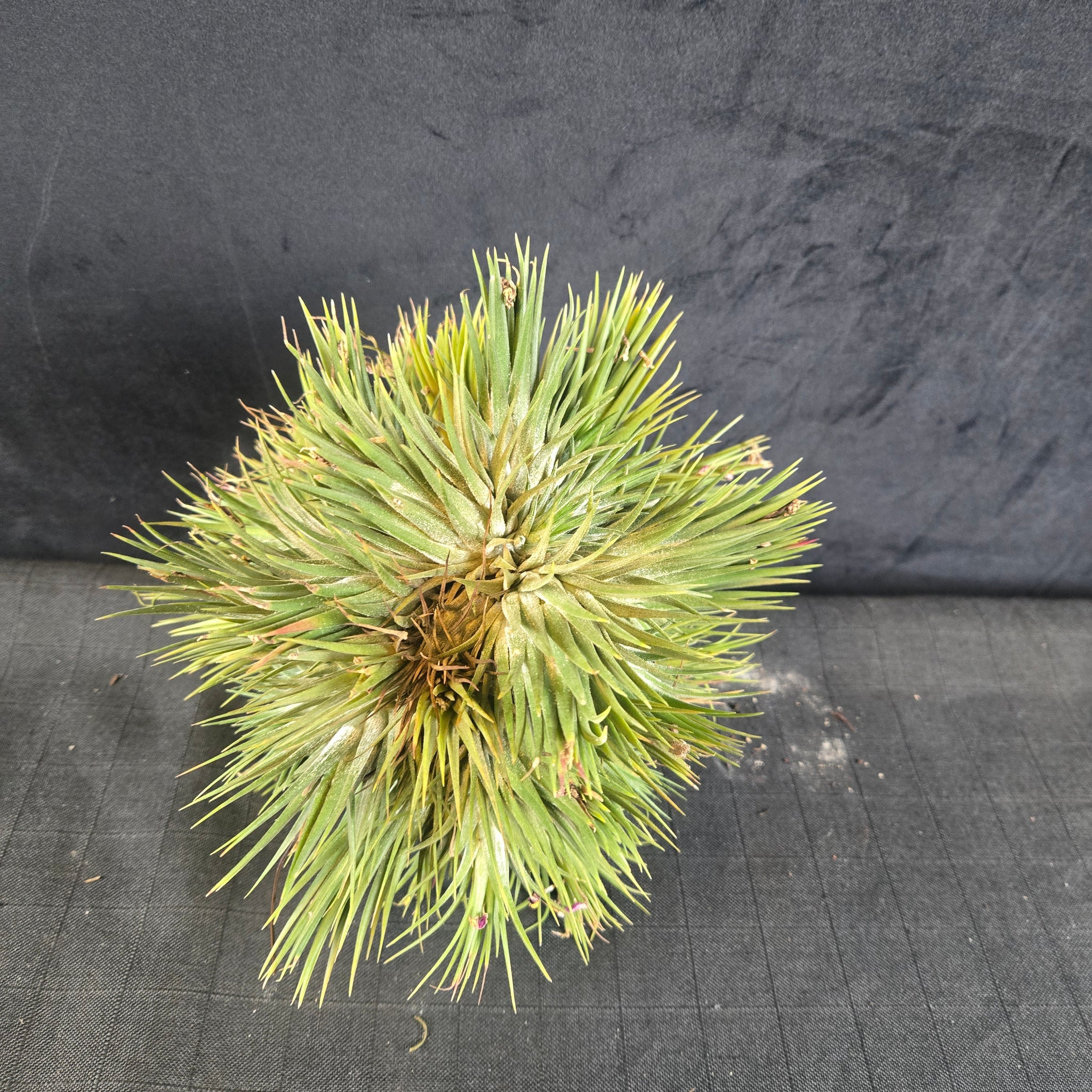 Tillandsia ionantha Clump - Large & Mature One-Off