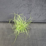 Tillandsia butzii var. roseiflora – Seed-Raised Rosy-Bracted Airplant
