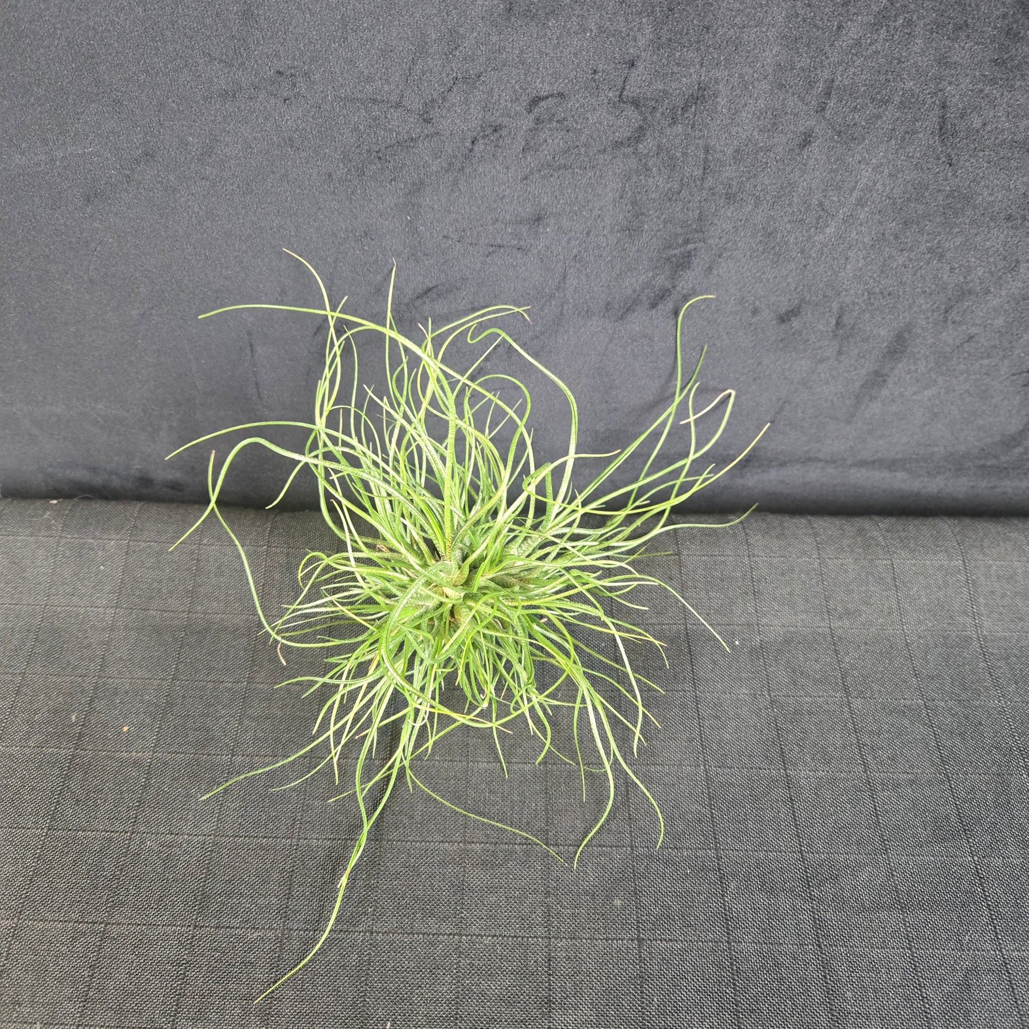 Tillandsia butzii var. roseiflora – Seed-Raised Rosy-Bracted Airplant