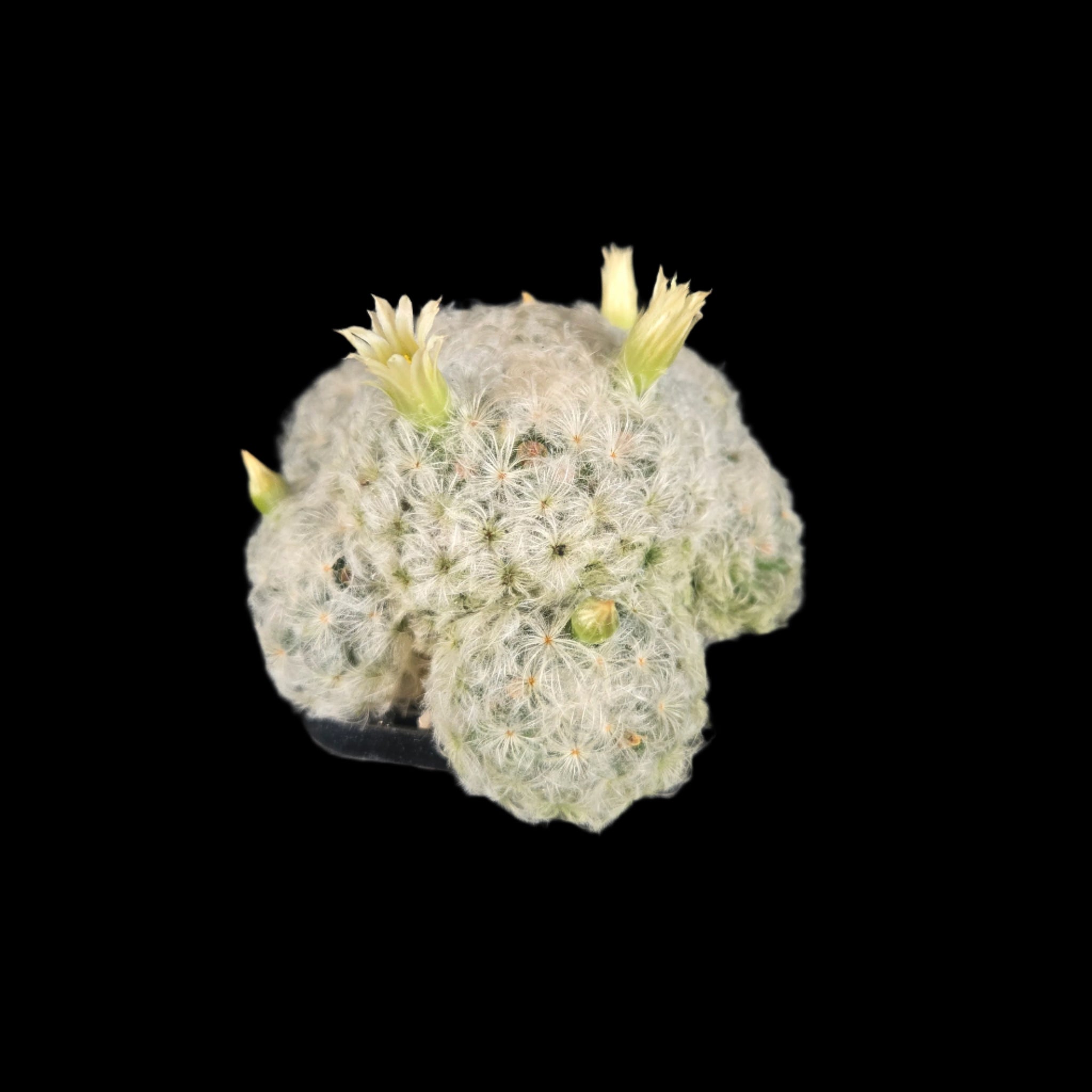 Mammillaria plumosa - One Off Specials