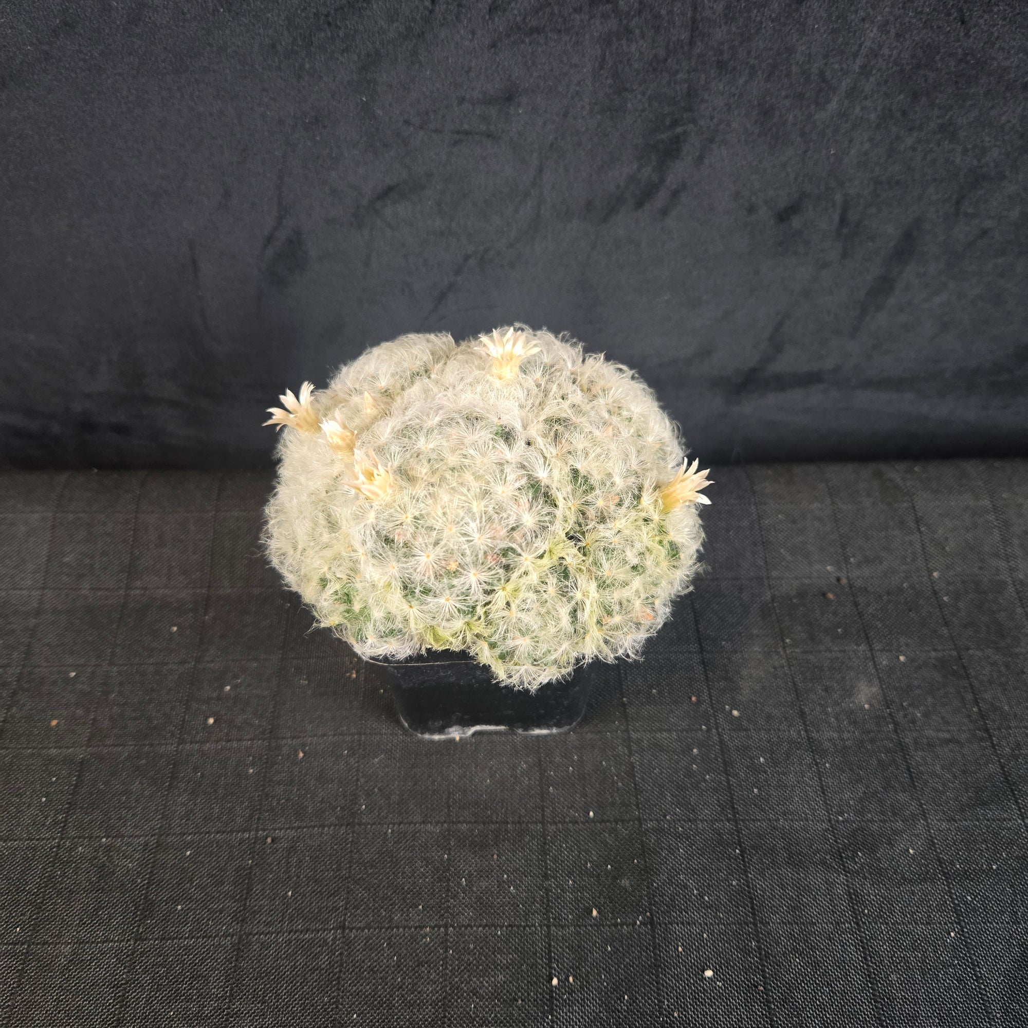 Mammillaria plumosa - One Off Special