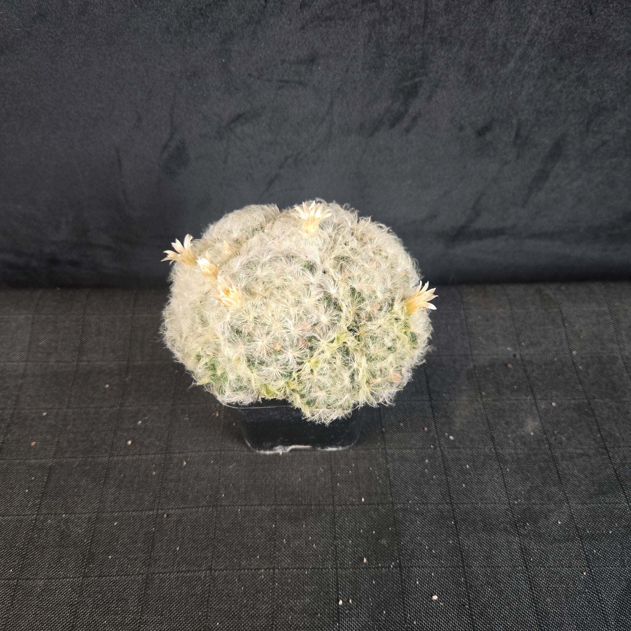 Mammillaria plumosa - One Off Special