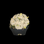 Mammillaria plumosa - One Off Specials