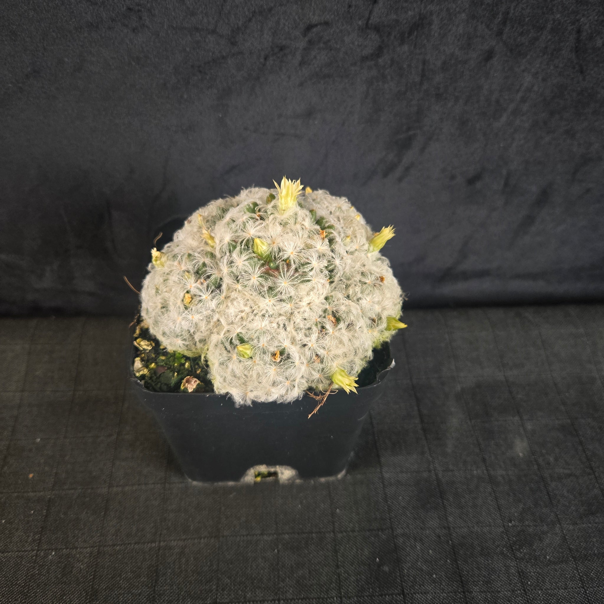 Mammillaria plumosa - One Off Special