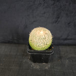 Epithelantha micromeris
