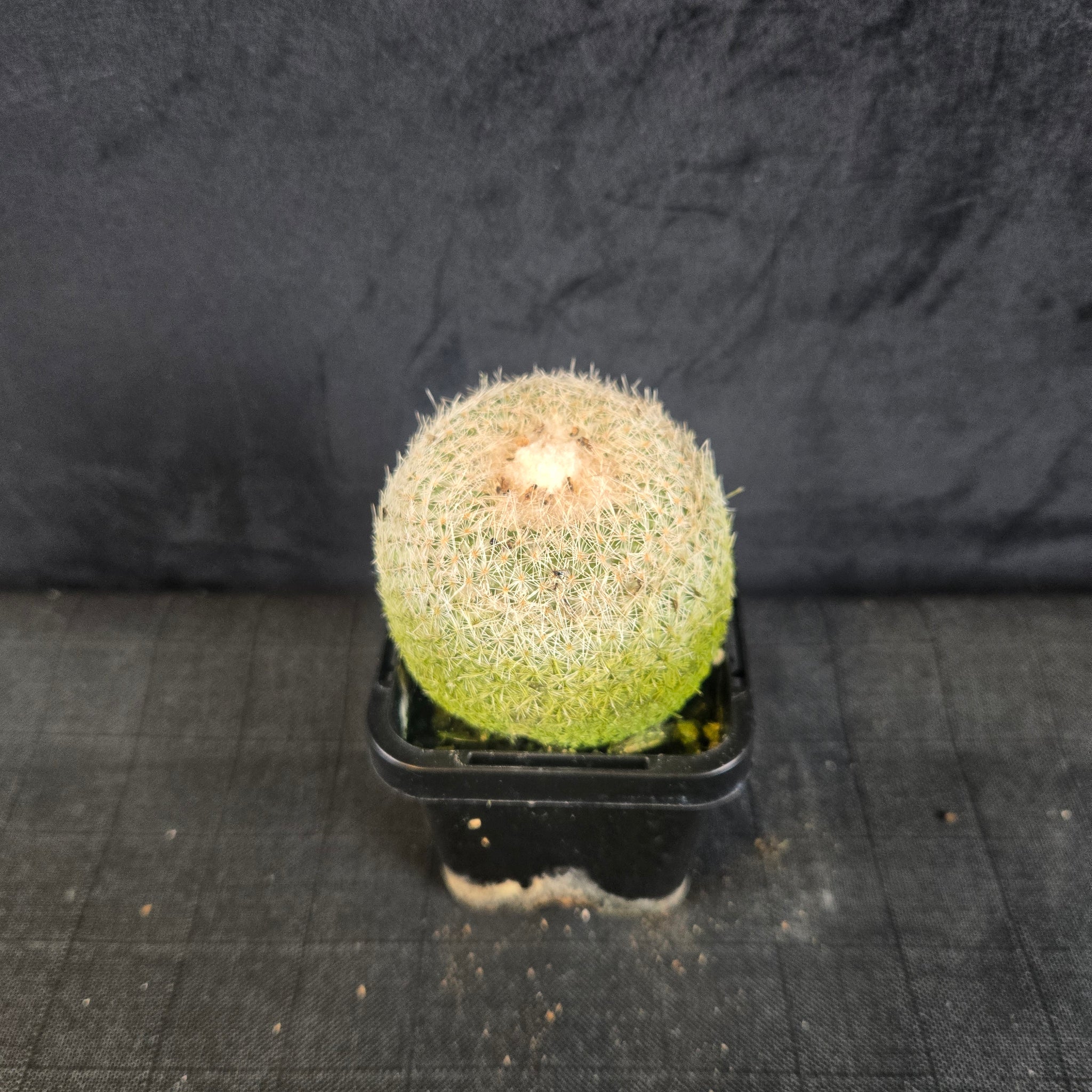 Epithelantha micromeris