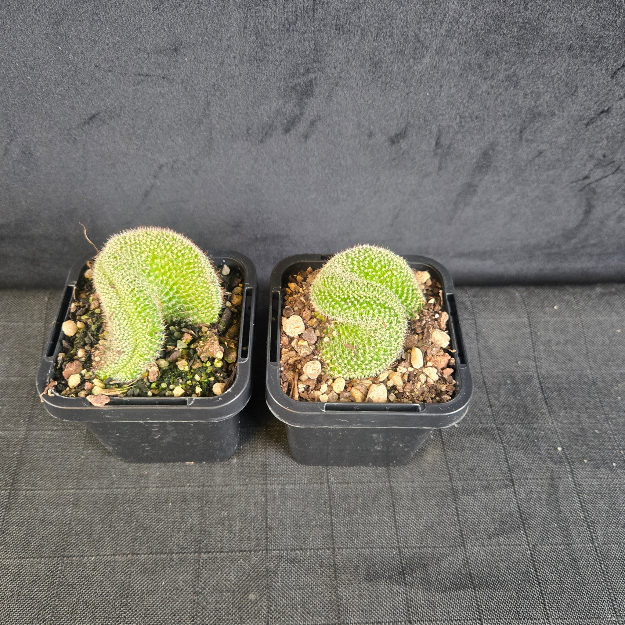 Mammillaria geminispina 'Cristata' – Crested Twin Spine Cactus