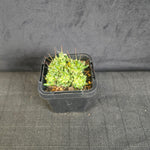 Mammillaria bocasana 'The Freak' - Mutated Cactus