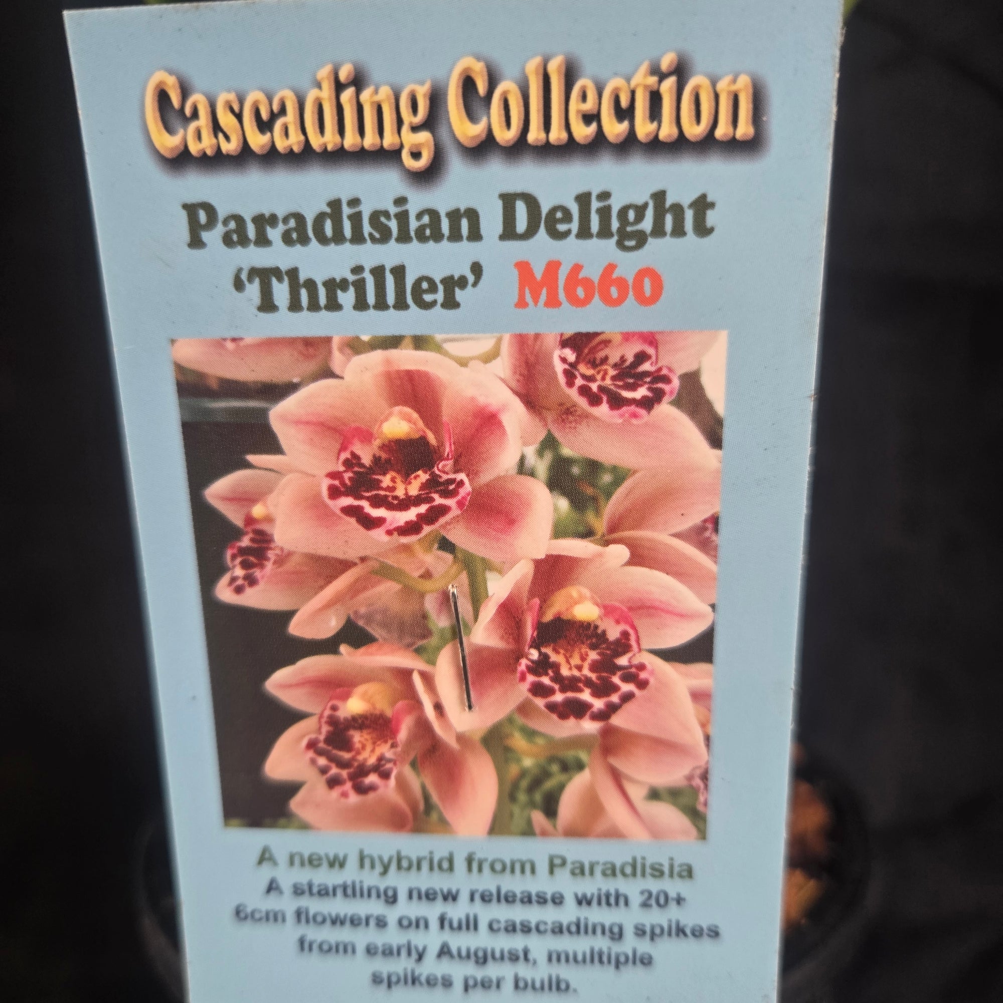 Cymbidium Paradisian Delight 'Thriller' – Pink Cascading Miniature