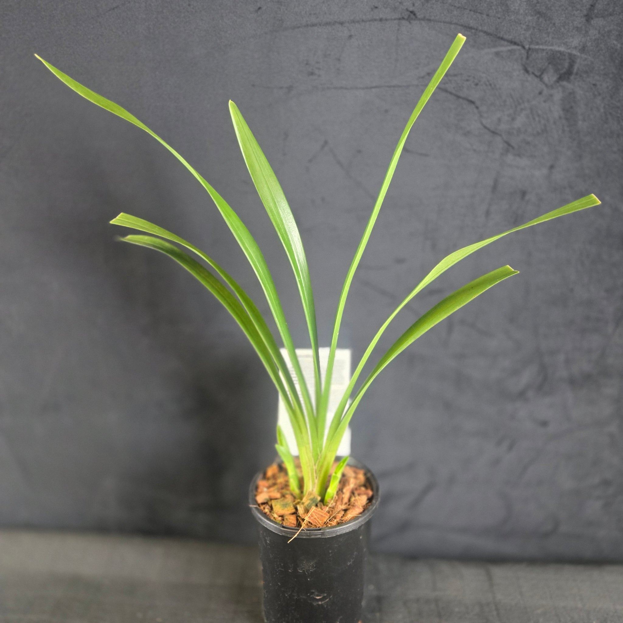 Cymbidium Paradisian Delight 'Thriller'