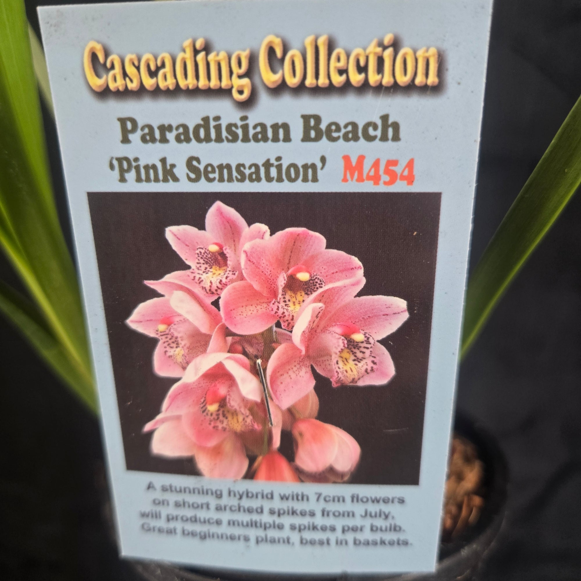 Cymbidium Paradisian Beach 'Pink Sensation' – Pink-Spotted July Bloomer