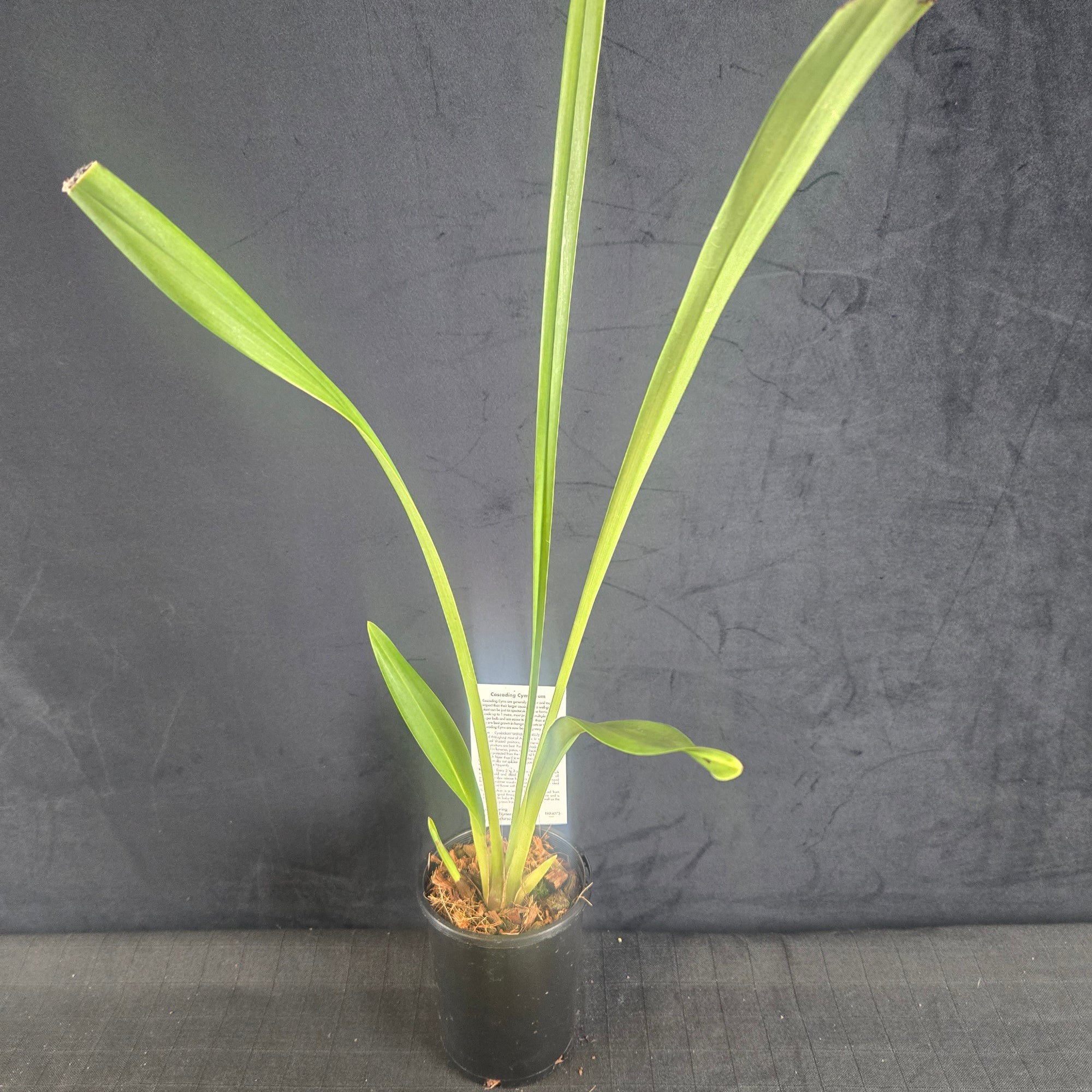 Cymbidium Plush Canyon 'Beenak'